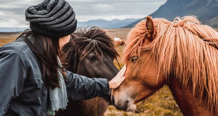 Person streichelt Islandpferde mit Bergen im Hintergrund.