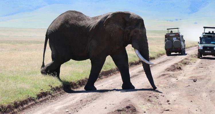 Olifant die een zandweg oversteekt bij safariwagens.