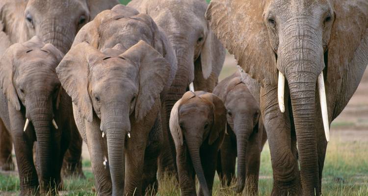 Elefantenherde mit Jungtieren, die über offene Felder wandert.