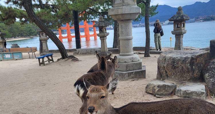 Mehrere Hirsche und eine Person in einem Park mit dem schwimmenden Torii-Tor des Itsukushima-Schreins, das in der Ferne sichtbar ist.