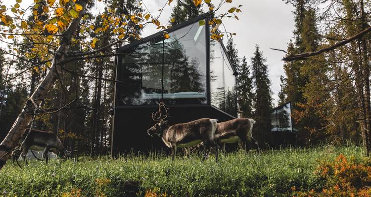 Rentiere grasen in der Nähe einer modernen Glashütte in einem Wald.