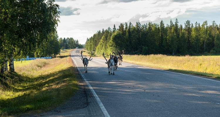 Rentiere, die auf einer ländlichen Straße gehen, die von Bäumen gesäumt ist.