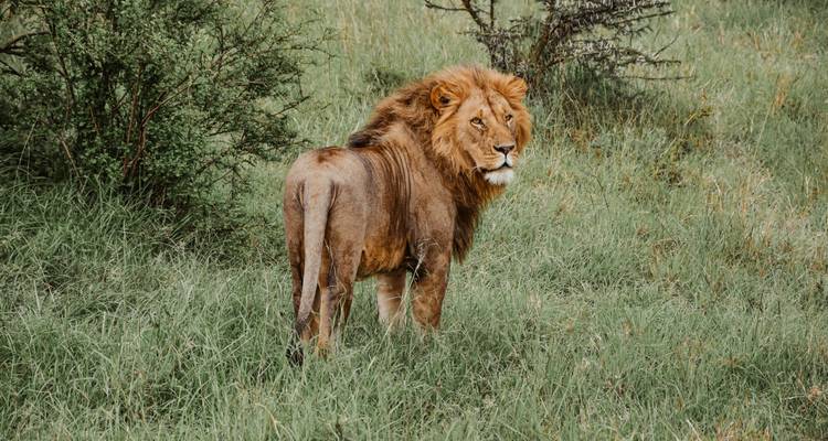 Löwe steht im hohen Gras.
