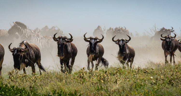Gnus laufen in einer staubigen Savanne.