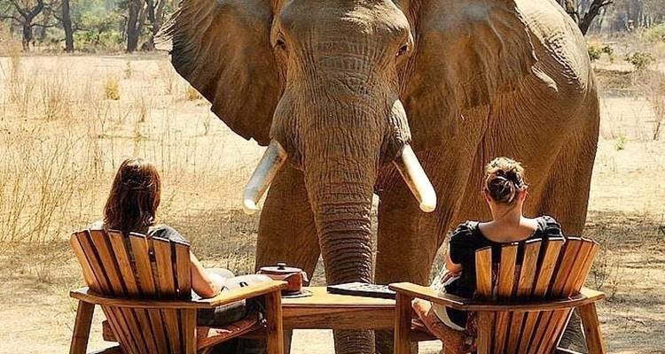 Zwei Menschen sitzen an einem Tisch mit einem Elefanten in der Nähe.