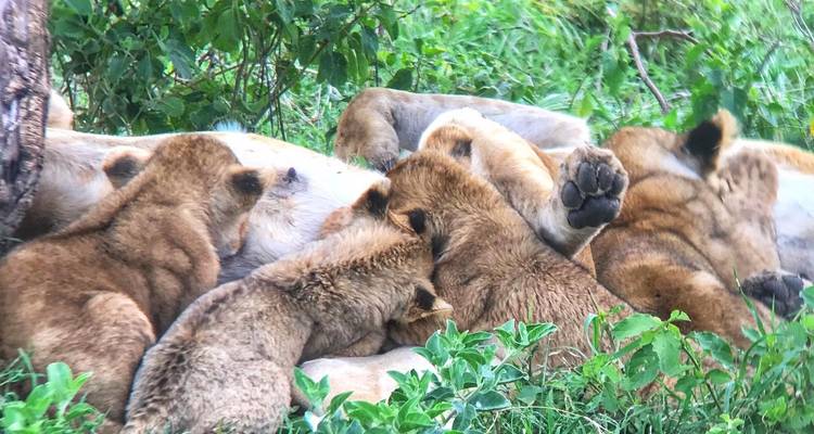 Löwen ruhen mit Jungtieren in grasiger Vegetation.