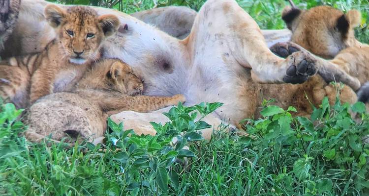 Löwin mit Jungen ruht im Gras.
