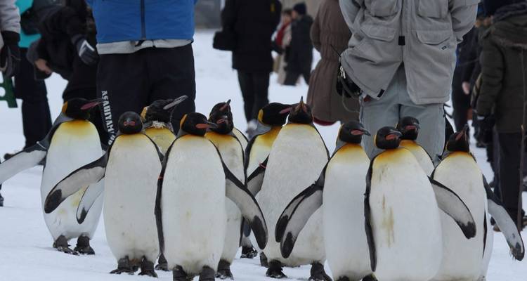 Gruppe von Pinguinen, die auf Schnee um Menschen herum laufen.