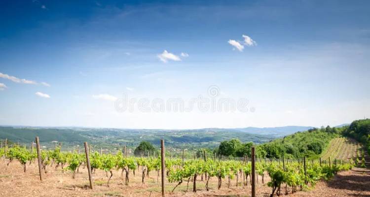 Vista panorámica a través de hileras de viñedos jóvenes hacia colinas verdes distantes bajo un cielo despejado.