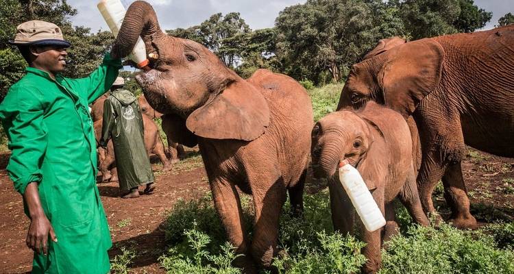 Kalveren die met de fles gevoed worden door een verzorger.