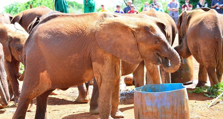 Groep olifanten die staan en eten.