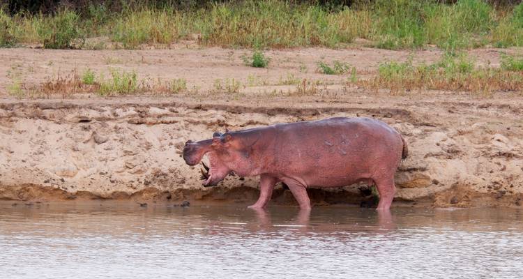 Hipopótamo parado junto a una masa de agua.