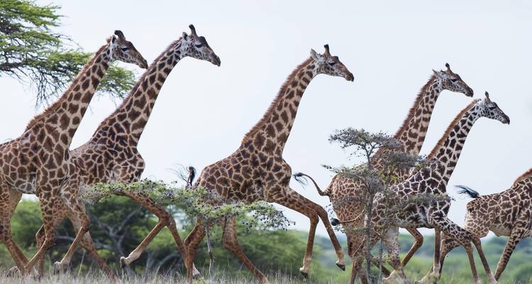 Gruppe von Giraffen, die in einer Savanne mit Bäumen im Hintergrund laufen.