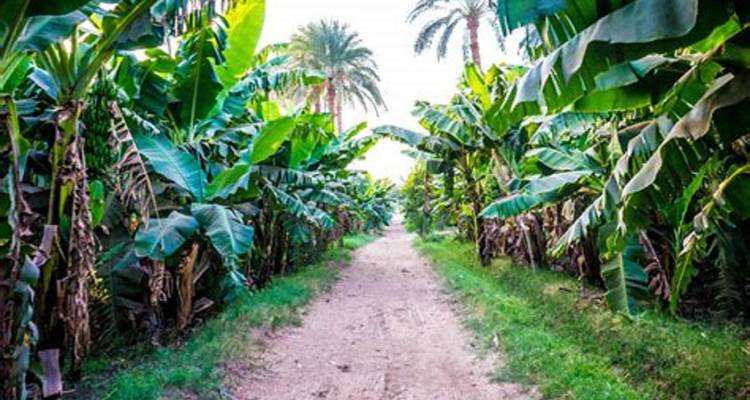 Pad door een weelderige bananenplantage.