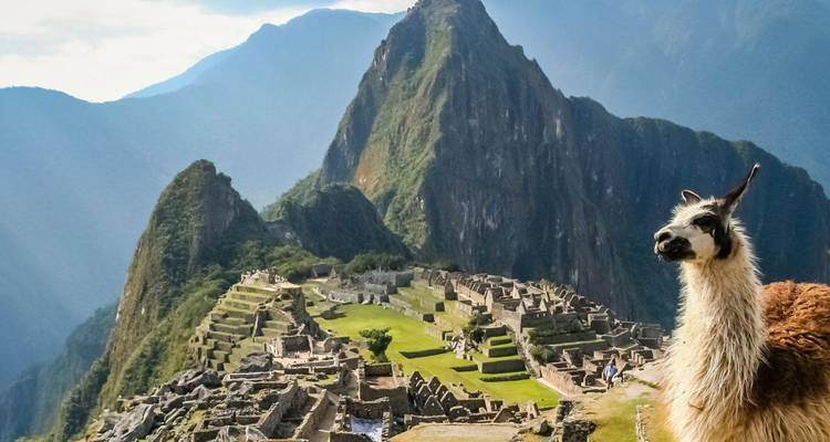 Ein Lama, das die Ruinen von Machu Picchu überblickt, mit einem Berg im Hintergrund.