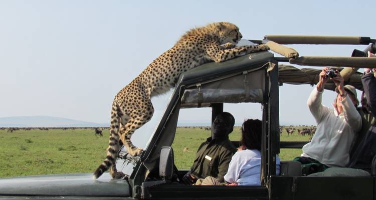 Gepard klettert auf ein Safari-Fahrzeug, während Touristen zuschauen.