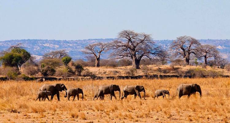 Elefanten, die durch eine trockene Savanne mit Baobab-Bäumen wandern.