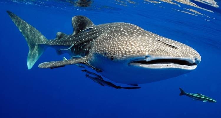 Eine Nahaufnahme unter Wasser von einem Walhai, der in klarem, blauem Wasser schwimmt.