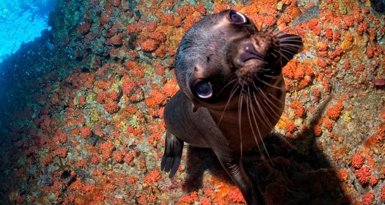 Ein neugieriger Seelöwe blickt in die Kamera mit Felsen und Korallen im Hintergrund.