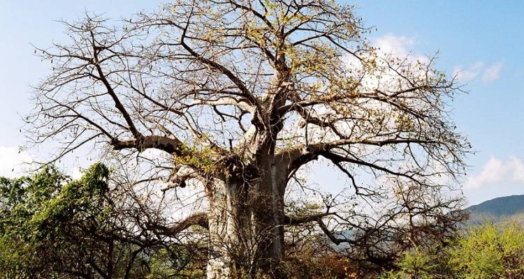 Grand African Adventure - Acacia Adventure Holidays