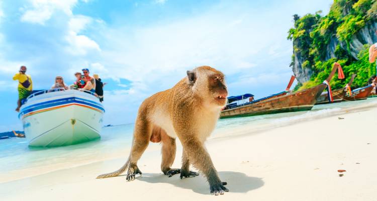 Affe am Strand mit Booten und Touristen im Hintergrund.