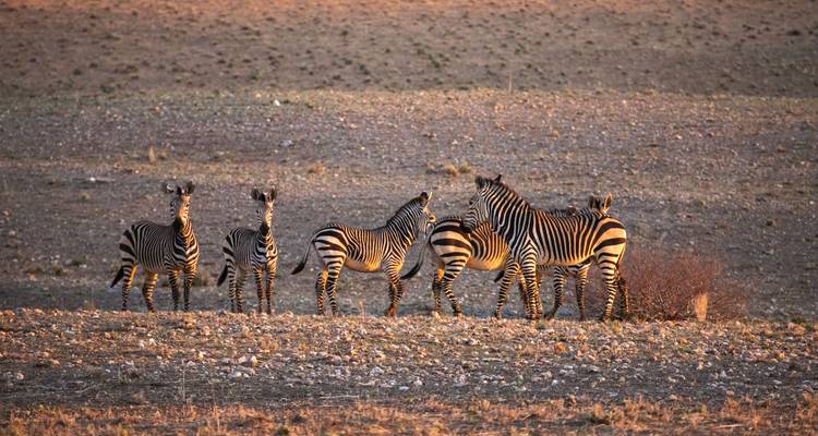 Groupe de zèbres dans un paysage désertique au coucher du soleil.