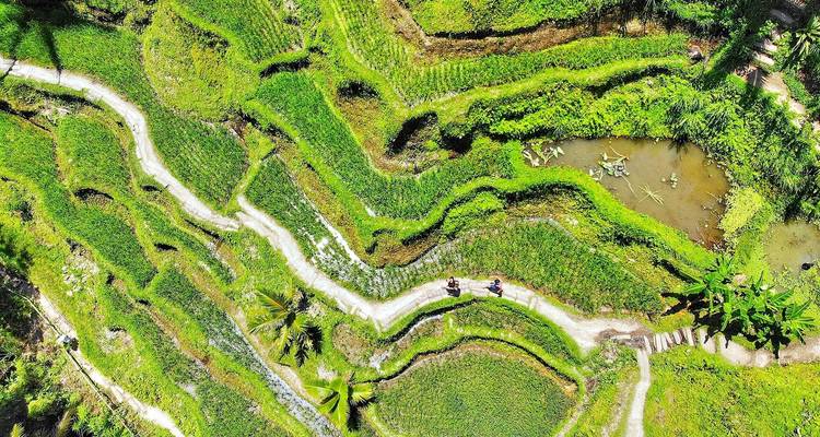 Luftaufnahme von Reisterrassen mit zwei Personen, die auf einem Weg gehen.
