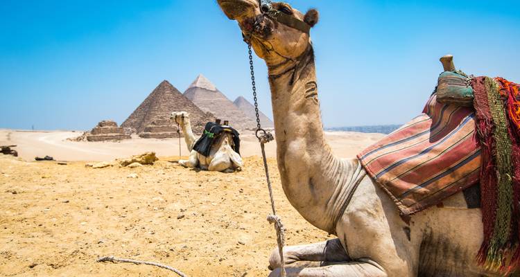 Camellos descansando con pirámides de fondo.