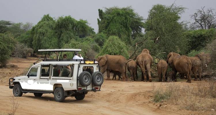 Safari-Fahrzeug in der Nähe von Elefanten in natürlicher Umgebung.