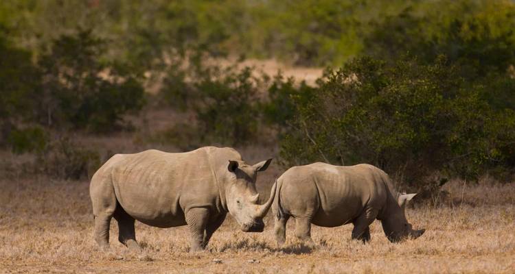 Zwei Nashörner grasen auf einer trockenen Savanne.