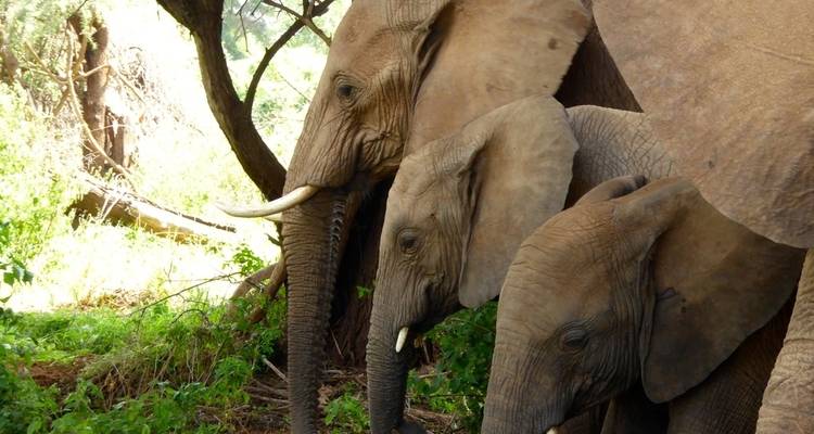 Nahaufnahme von Elefanten in einer üppigen Umgebung.