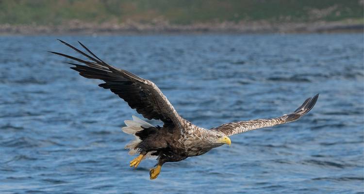 Impressive sea eagle flying over open Scottish waters with wings outstretched.