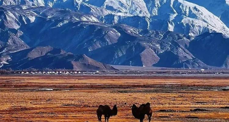 Een landschap met kamelen in een bergachtig gebied.