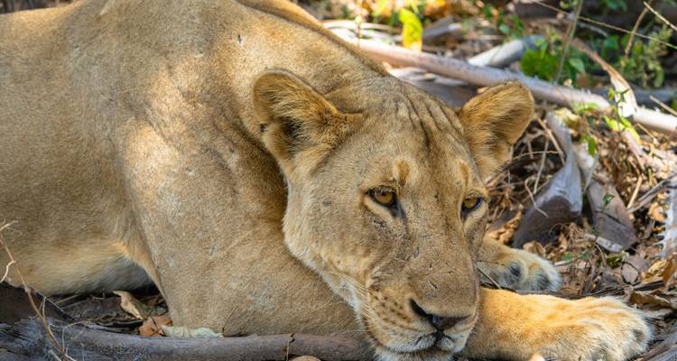 Löwin liegt im Schatten auf dem Boden.
