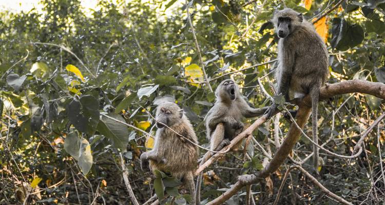 Three baboons sitting on branches in a forest.