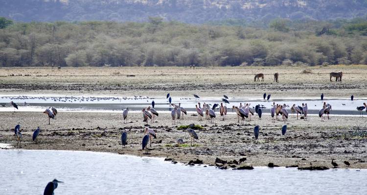 A group of birds and animals near a water body in a savanna landscape.