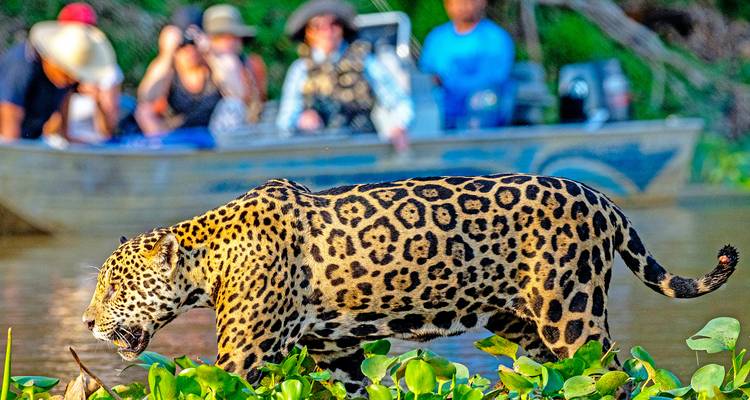 Nahaufnahme eines Jaguars, der entlang des Flussufers spaziert, mit unscharfem Boot von Touristen im Hintergrund, die zuschauen.