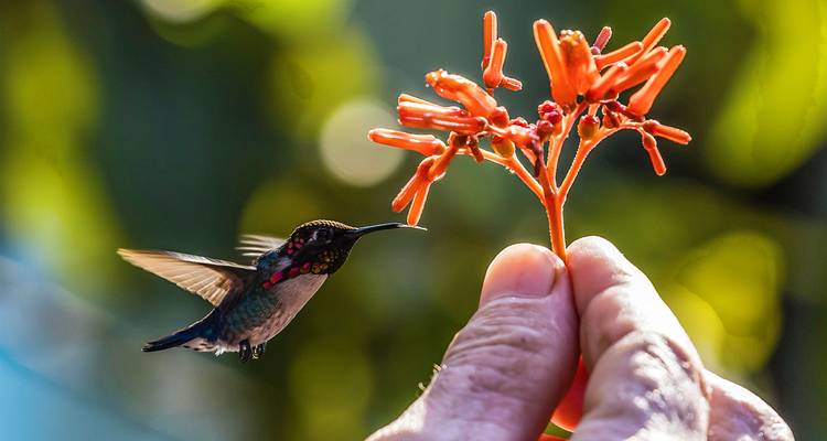 Colibrí revoloteando junto a la mano de una persona sosteniendo una flor.