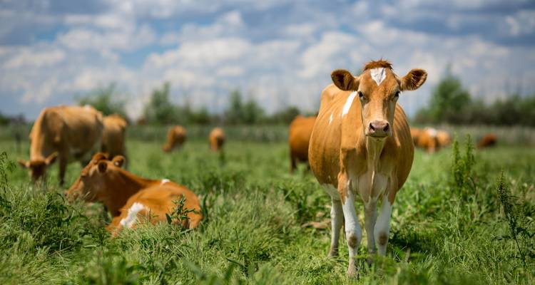 Brown and white cows graze in a lush green field under a partly cloudy sky.