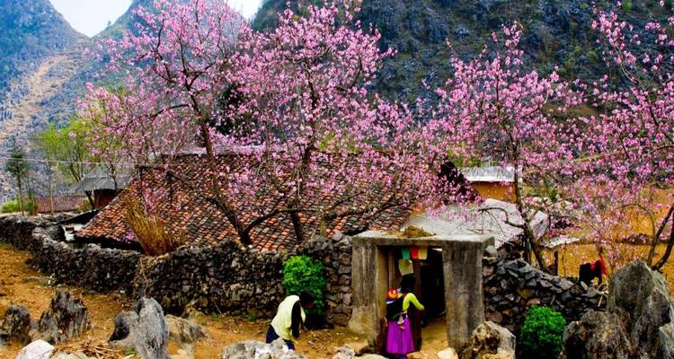 Una escena primaveral con cerezos en flor y casas tradicionales de piedra.