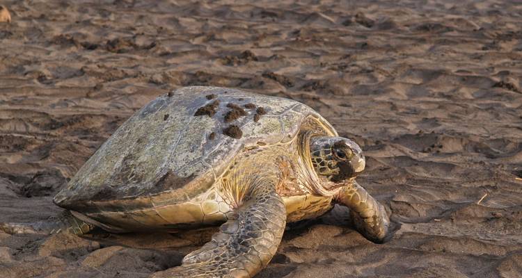 Groene zeeschildpad rust uit op donker zandstrand
