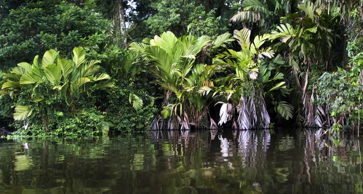 Tropische rivieroevers met dichte palmen die weerspiegeld worden in stilstaand water in Tortuguero
