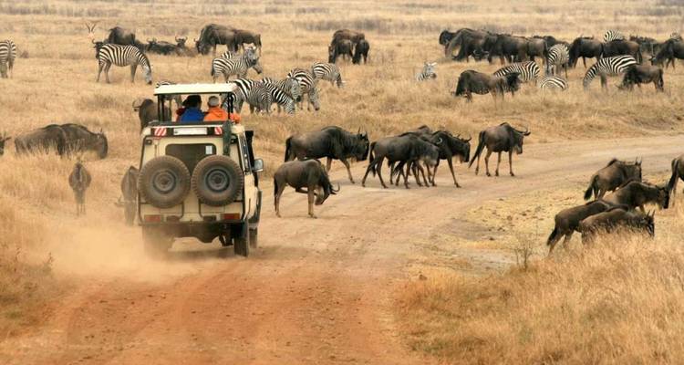 Safari voertuig tussen kuddes zebra's en gnoes