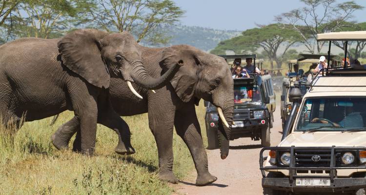 Elephants crossing a dirt road with safari trucks nearby.