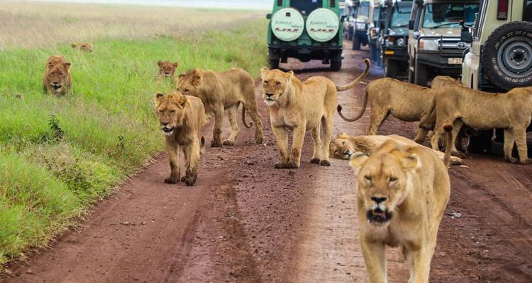 A pride of lions walking along a dirt road near safari vehicles.