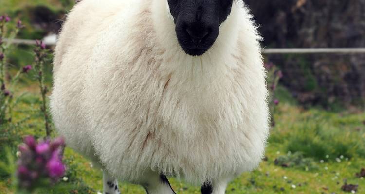 Close portrait of a fluffy white sheep with black face standing on green pasture dotted with wildflowers
