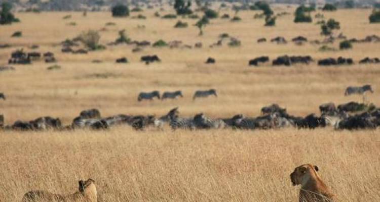 The Absolute Safari - Absolute Africa