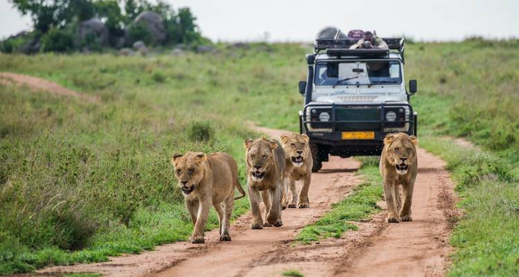 Vier Löwen, die eine Schotterstraße vor einem Safari-Fahrzeug entlanggehen.