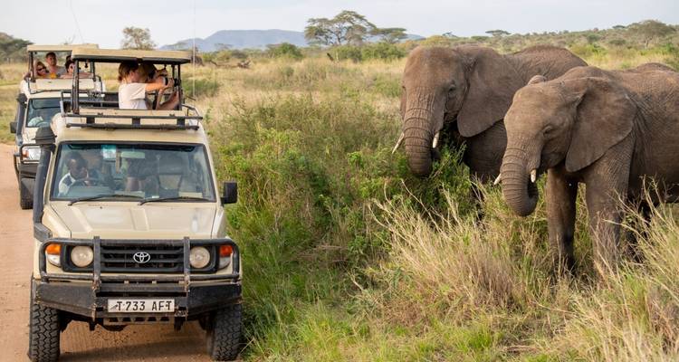 Elefanten in der Nähe von Safari-Fahrzeugen auf einer unbefestigten Straße.