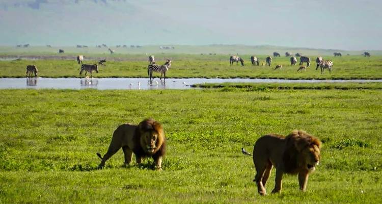 Twee leeuwen op de graslanden met een zebrakudde op de achtergrond.